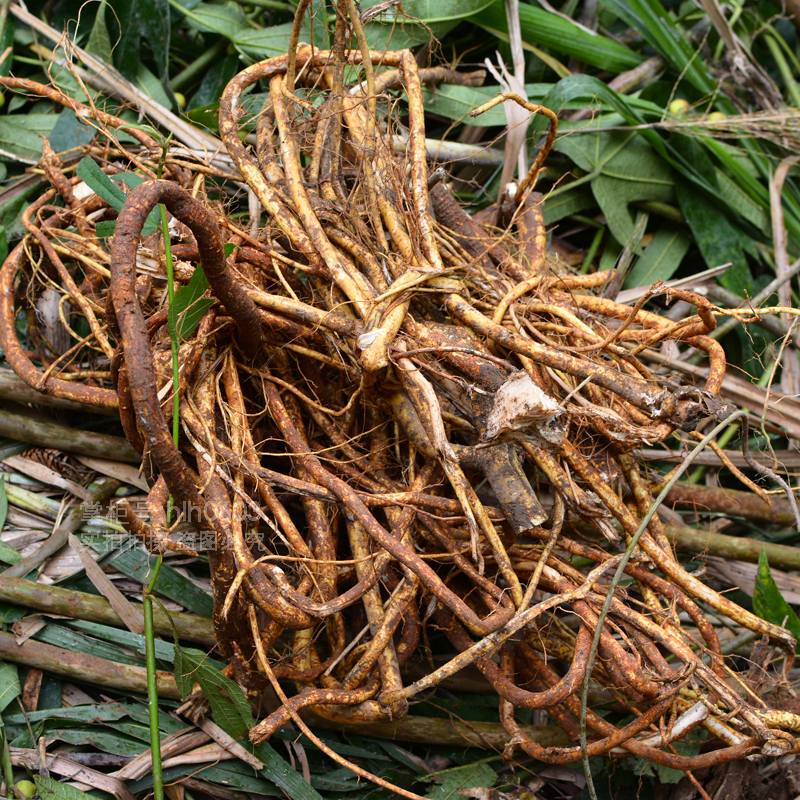 【年货节预热】新鲜五指毛桃现挖五指毛桃根五爪龙500g广东四季煲汤