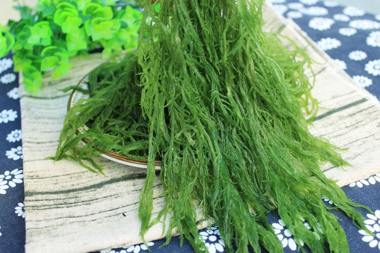 盐渍海草龙须菜5斤新鲜海菜海藻菜海草丝海石花菜凉拌菜裙带海带