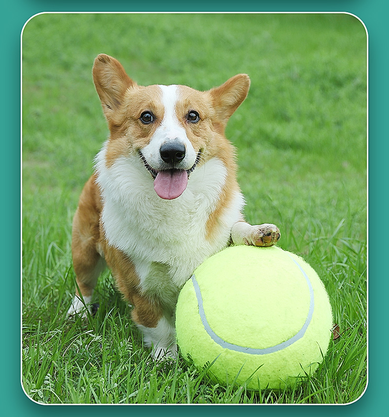 狗狗玩具球狗狗网球宠物足球金毛柯基柴犬边牧玩具狗狗球宠物用品互动