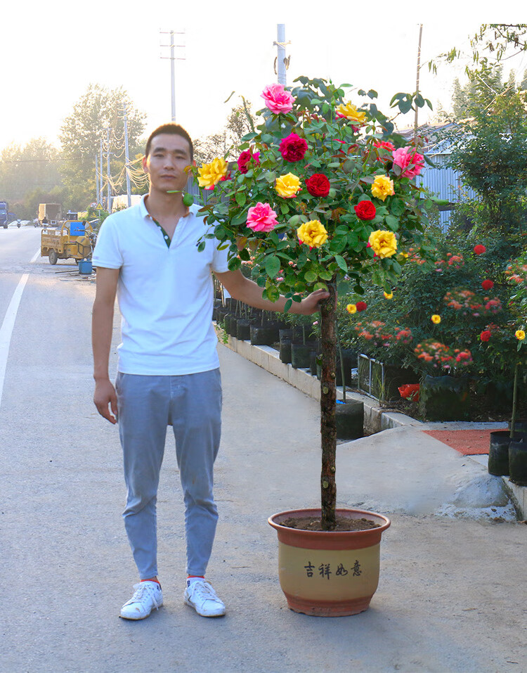 树桩月季花苗特大花果汁阳台月季棒棒糖月季树状月季植物z8橙钻15公分