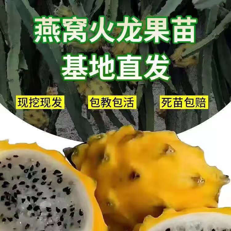 燕窝果苗带果新品种黄皮白肉火龙果嫁接苗麒麟果树当年结果庭院种 无