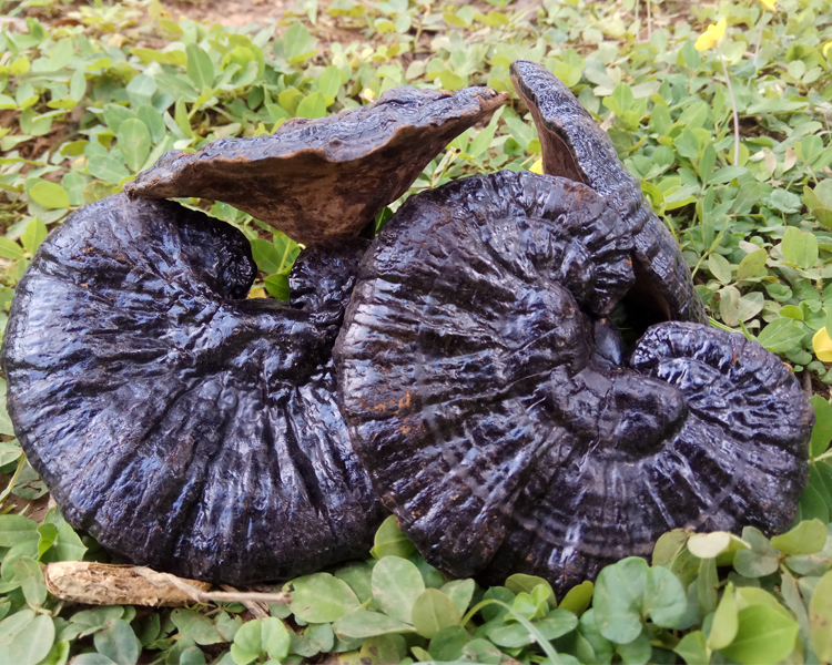 黑灵芝云南深山整枝黑林芝天然黑芝半野生灵芝500g赤灵芝切片