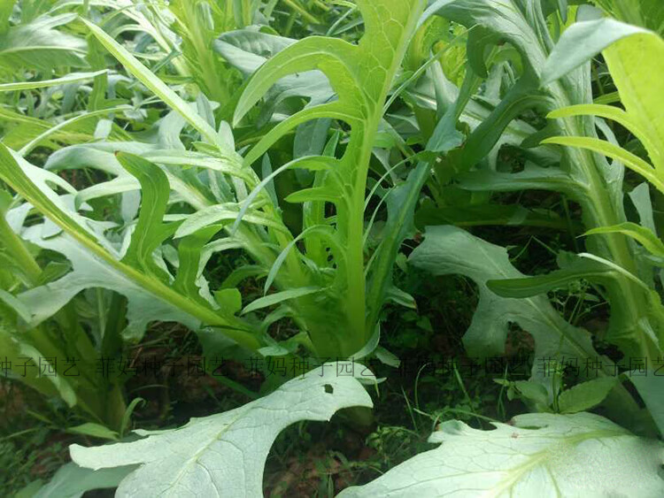 四季脆香花开芽甜麦菜种子籽 苦荬菜苦麦菜种子苦麦菜高产 甜唛菜