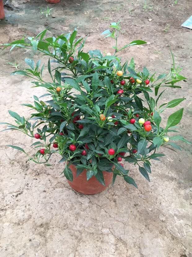 五彩椒朝天椒苹果椒七彩椒盆栽观赏辣椒苗阳台庭院绿植物 黄色小尖椒
