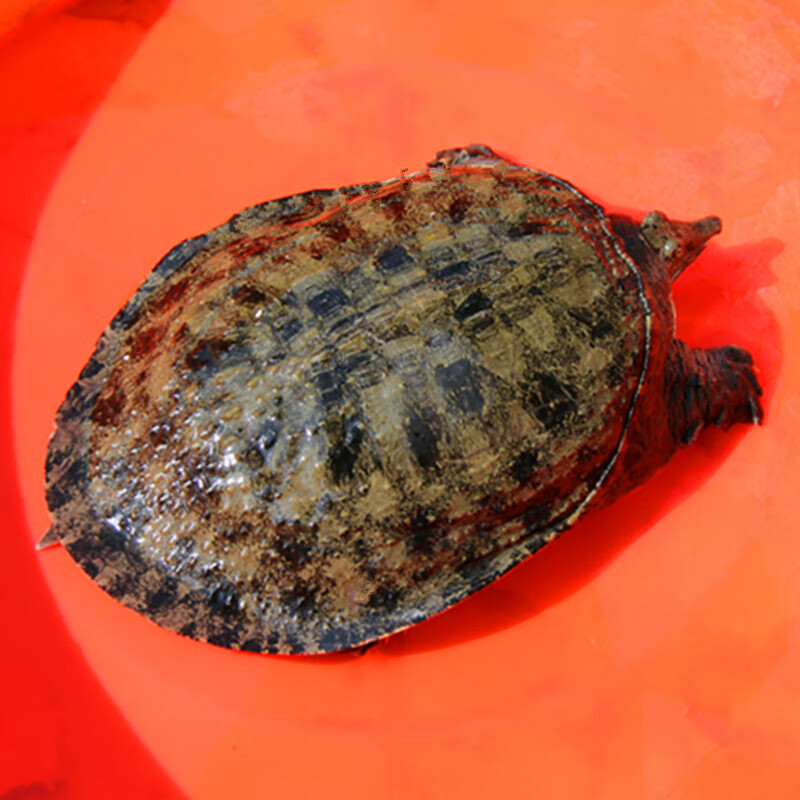 艚旺鲜汇 甲鱼活体王八海鲜活生态食用老鳖团水鱼青黄色生新鲜土鳖