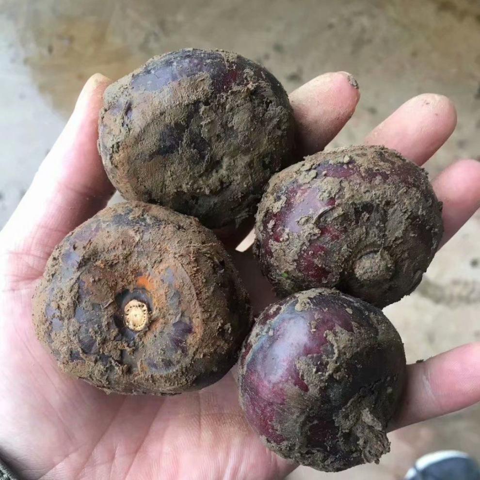 新鲜荸荠桂林马蹄荔浦马蹄非湖北马蹄非安徽带泥红马蹄大地梨现挖10斤