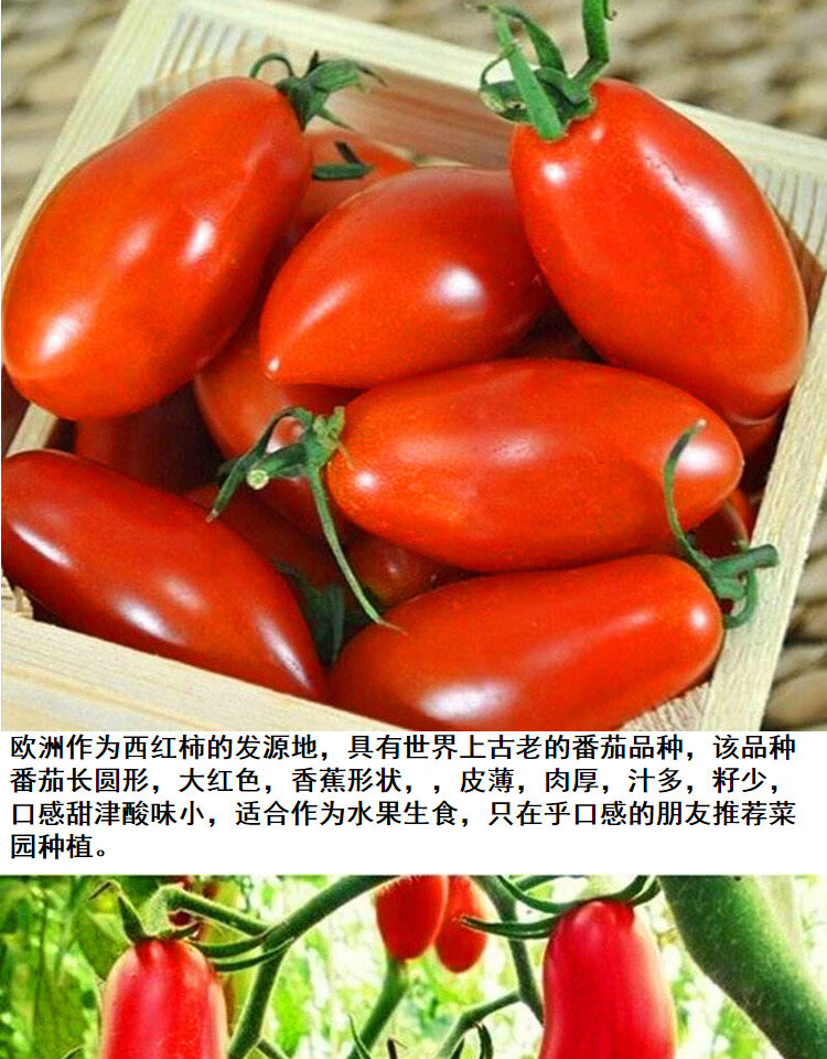 红芒果小番茄种子圣女果种籽棒棒糖番茄四季西红柿种籽芒果番茄20粒