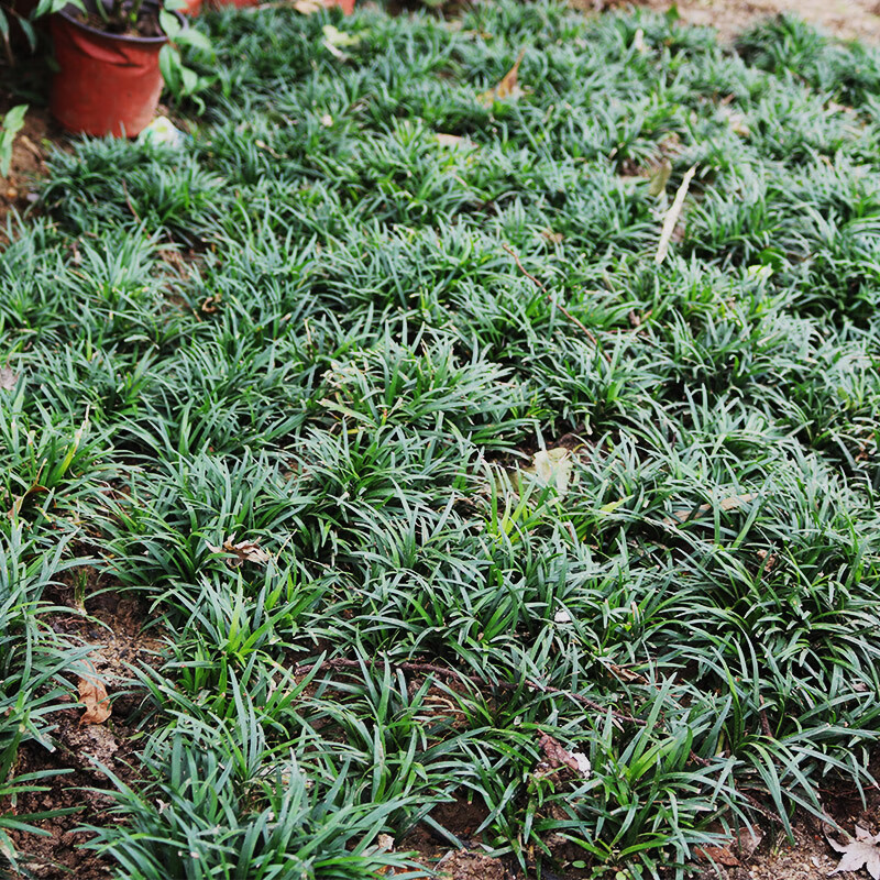 日本矮麦冬四季青玉龙草苗耐寒耐践踏四季别墅庭院草坪金边麦冬草