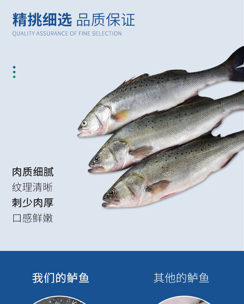 新鲜海鲈鱼特大深海海鲜七星鲈百花鲈生鲜水产品鲜活精品1条装每条