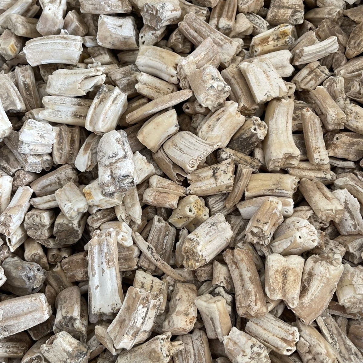 北京同仁堂原料龙齿500g中药材 特级青龙齿白龙齿龙齿个牙齿 官方旗舰