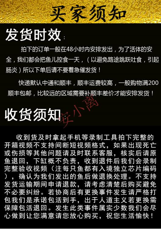 【安小离】鲨鱼活体蓝鲨虎鲨白化鲨活鱼苗劳伦迪中大型热带淡水族宠物