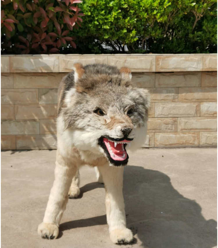 大型皮毛仿真动物狼标本摆件玩偶玩具工艺品狼模型狼标本毛绒狼 支持