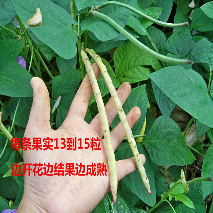 广西马山土黑豆又叫黑饭豆黑眉豆可做种子老品种肾形五谷杂粮5斤