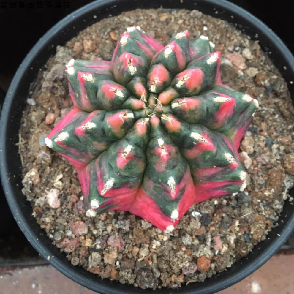 园艺超大稀有五彩光辉绯牡丹锦仙人球实生含盆带土 帝冠9厘米左右 带