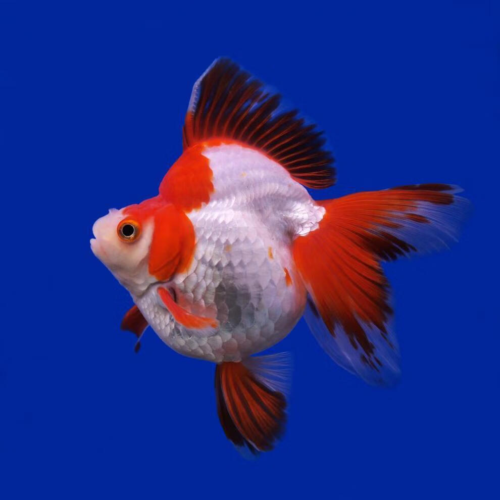 鎏金金鱼高背短尾活体淡水冷水观赏鱼宠物鱼水族红白好养耐活 红鎏金8