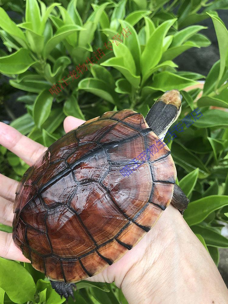瑾伦乌龟石金线龟南石幼龟大龟南石龟苗金钱深水龟宠物小乌龟活物45
