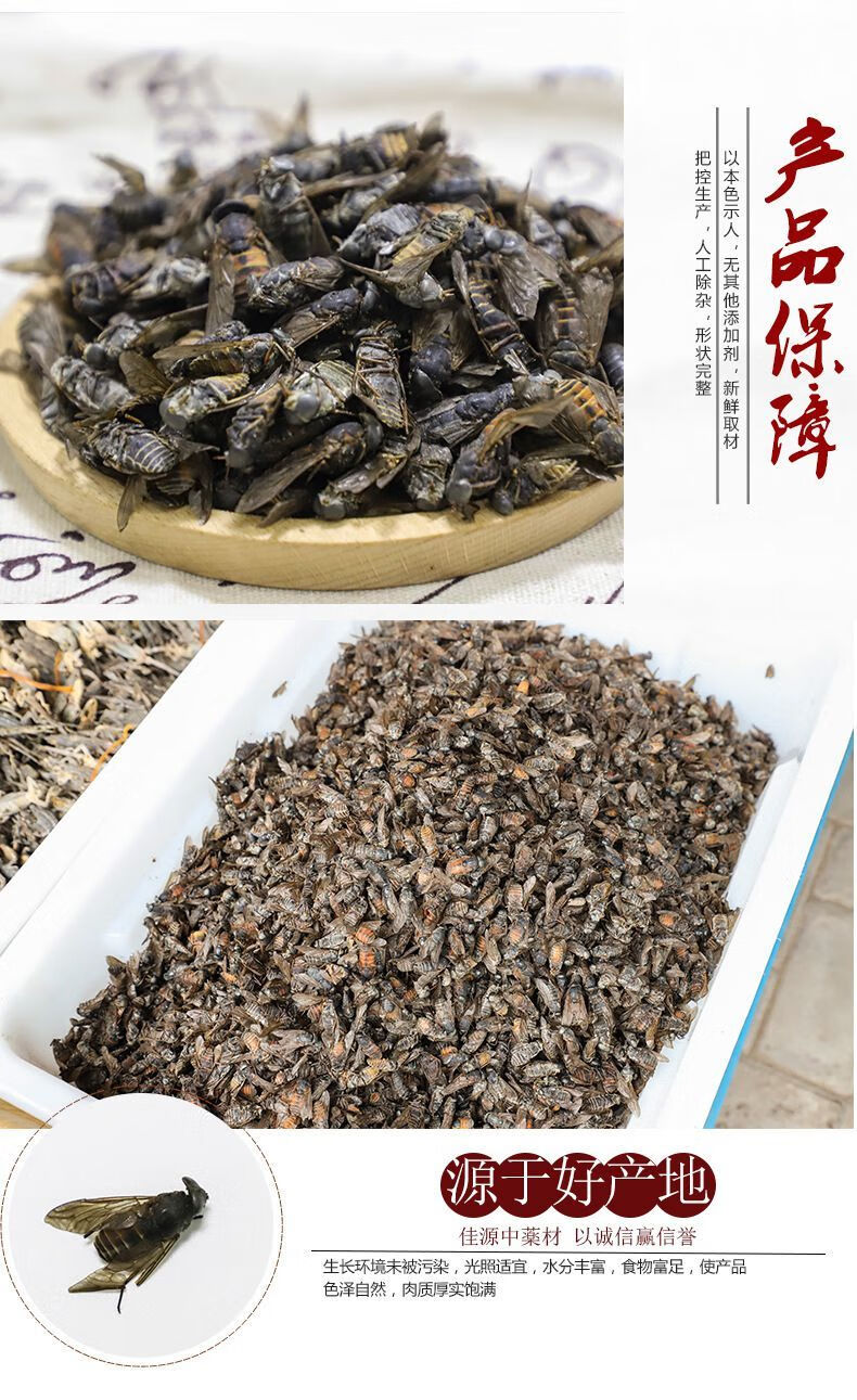 虻虫的药用功效与作用图片