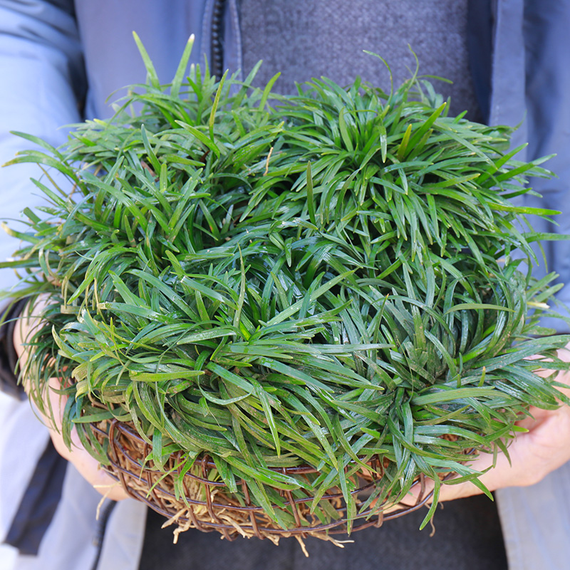 日本矮麦冬草别墅地被花镜植物耐寒庭院园林绿化草坪金边麦冬草玉龙草