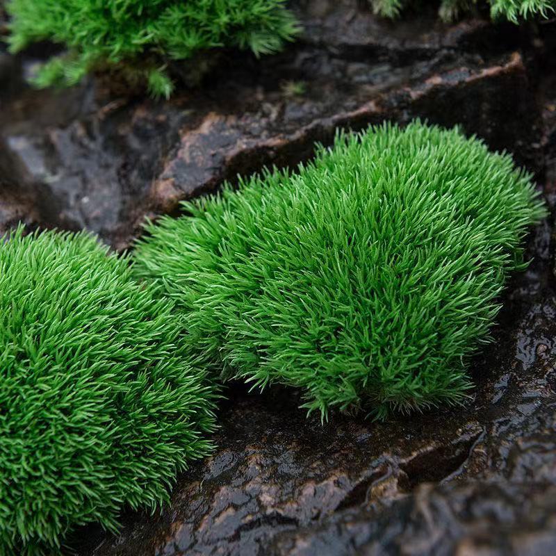 精选直发短绒苔藓朵朵白发微景观材料植物鲜活青苔藓水陆缸盆景铺面