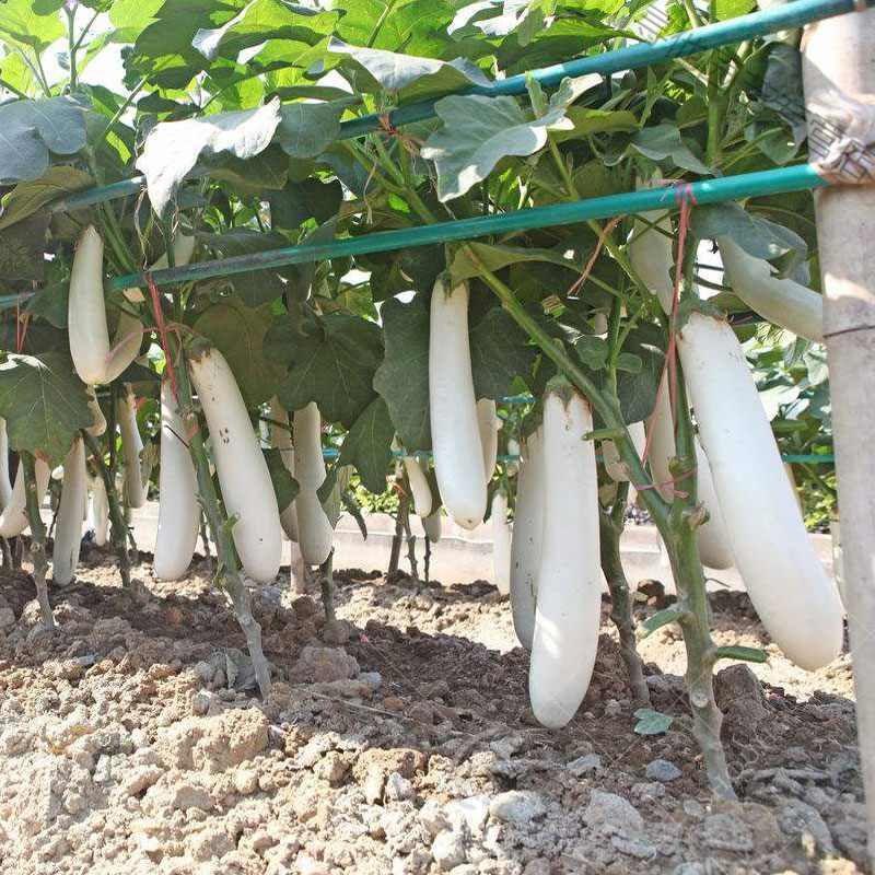 象牙白茄子种子籽白长茄子高产长茄观赏春夏季四季盆栽蔬菜种孑象牙白