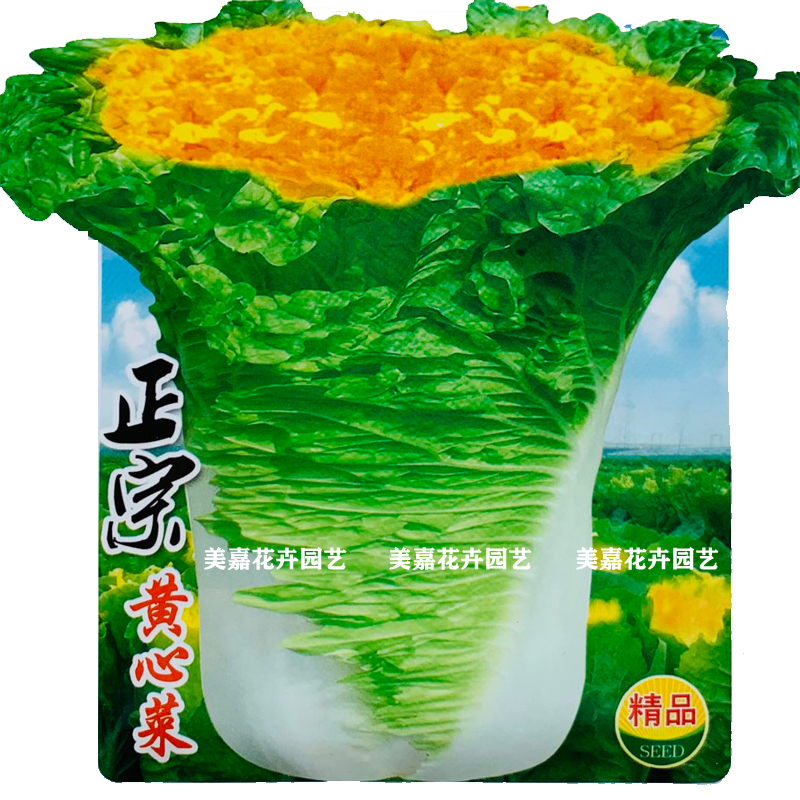 正宗金满地秋季黄心大白菜籽四季菜籽菜种高产鸡蛋黄蔬菜种孑秋籽四季