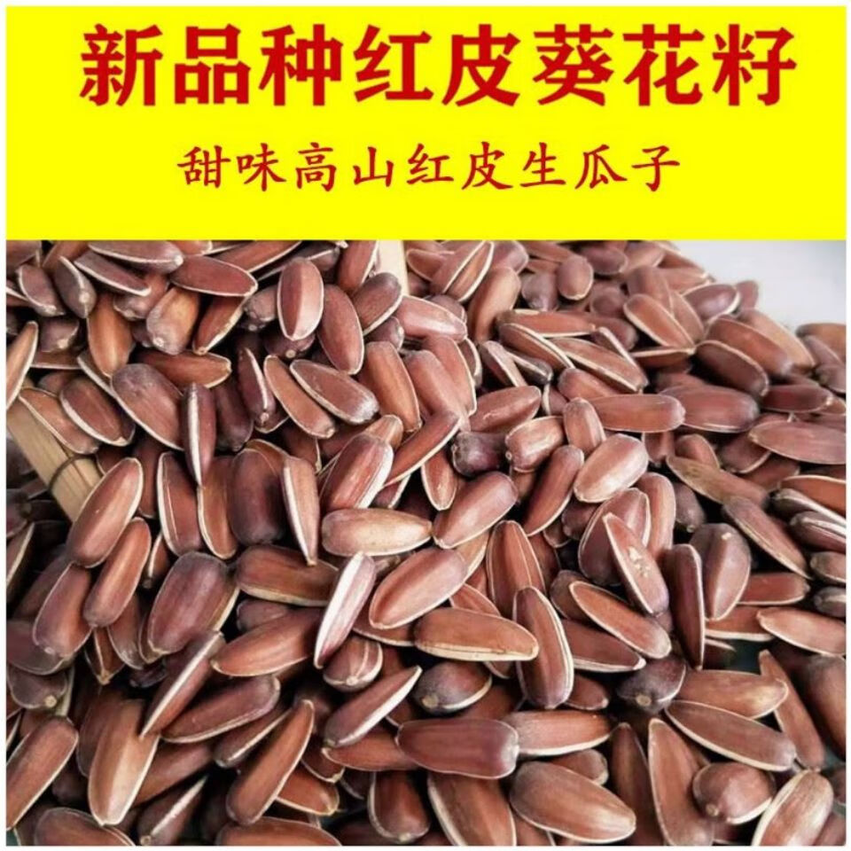 生红瓜子大颗粒散装原味甜新货零食红皮生瓜子生葵花籽中颗粒红皮瓜子