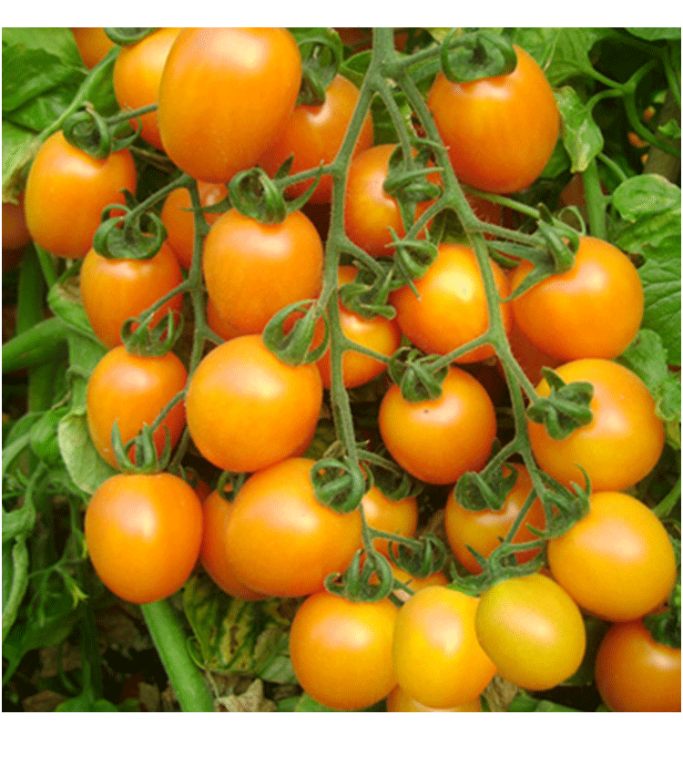 阳光夏日樱桃番茄种子孑黄番茄小西红柿种籽糖度11口感好四季盆栽10粒