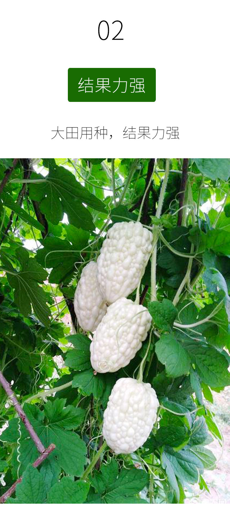 苹果苦瓜种子种籽苗秧白水果白玉特大春季盆栽四季蔬菜孑秧苗苹果苦瓜