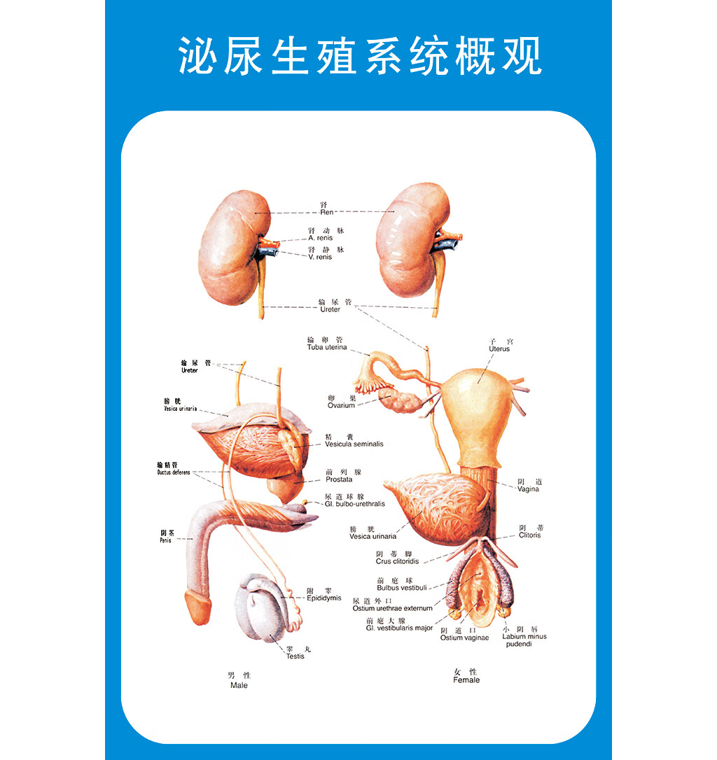 男性泌尿生殖解剖图知识挂图医院人体医学解剖宣传画海报 男性生殖