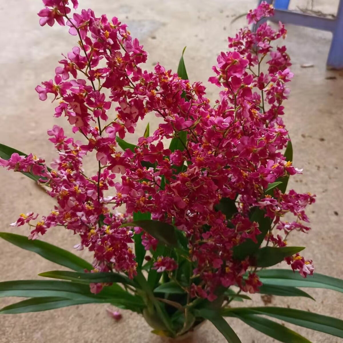 兰花苗 带原盆土发货 梦香文心兰 开花香 室内盆栽兰花 室外植物 一颗