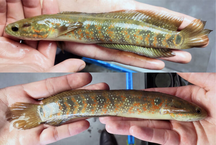 荣郁 活体七星鱼 月鳢 红点雷龙鱼 肉食猛鱼 章公鱼 活体观赏食用 全