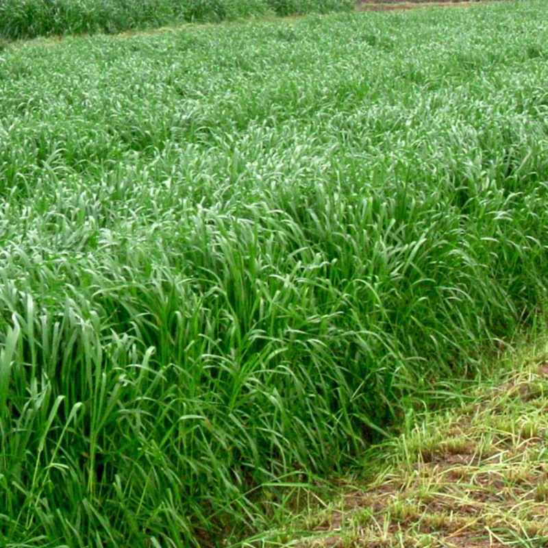 冬牧70黑麦草种籽进口四倍体宽叶秋冬季牧草种籽养殖禽畜耐寒高产小米