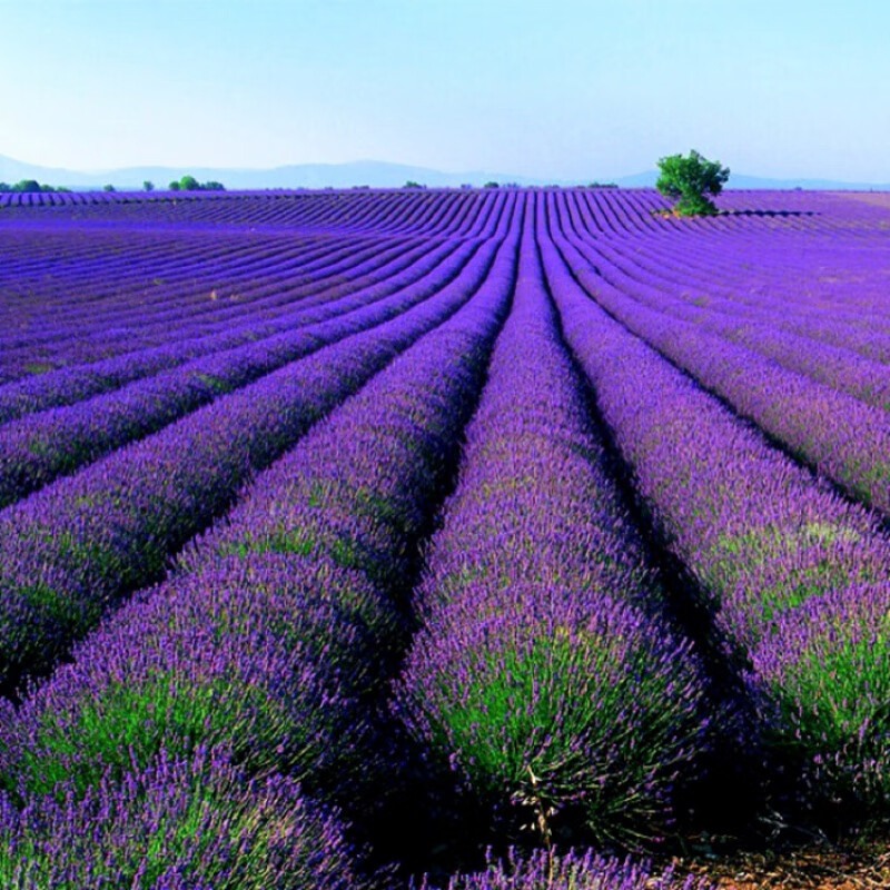 薰衣草四季易种进口香草种籽多年生花草花海绿化 英国玫瑰1000粒 肥