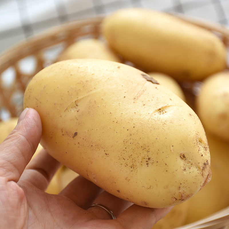 【现摘】2021年云南黄皮黄心新鲜马铃薯洋芋老土豆农家蔬菜批发 10斤