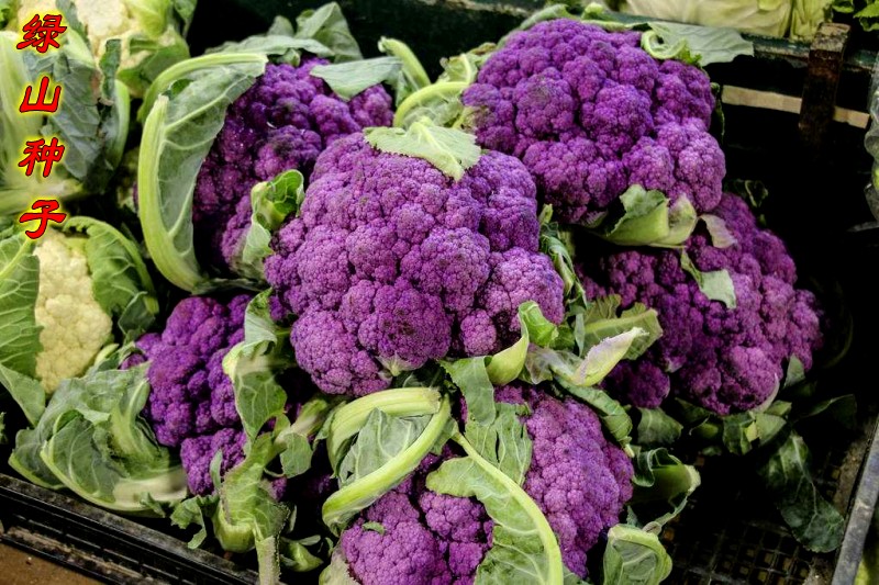 紫花菜种子国外进口品种紫色花椰菜种籽春秋季紫剑娇蔬菜种孑智利进口紫花菜５包特惠价 图片价格品牌报价 京东