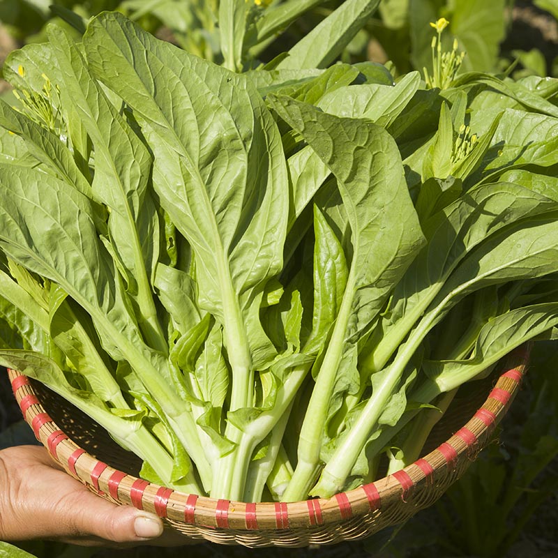 湖北农家新鲜现摘白菜苔绿菜薹白菜薹嫩菜心洪山菜薹蔬菜1500g