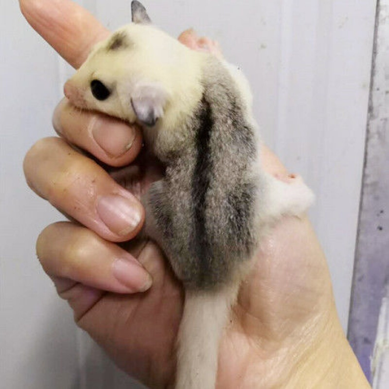 【京东推荐】网红蜜袋鼯活体飞鼠小飞鼠幼崽澳洲蜜袋鼯幼崽蜜袋宝宝