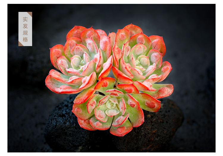 雨滴群生老桩多肉植物精品阳台四季盆栽萌肉肉云南多肉 雨滴双头老桩