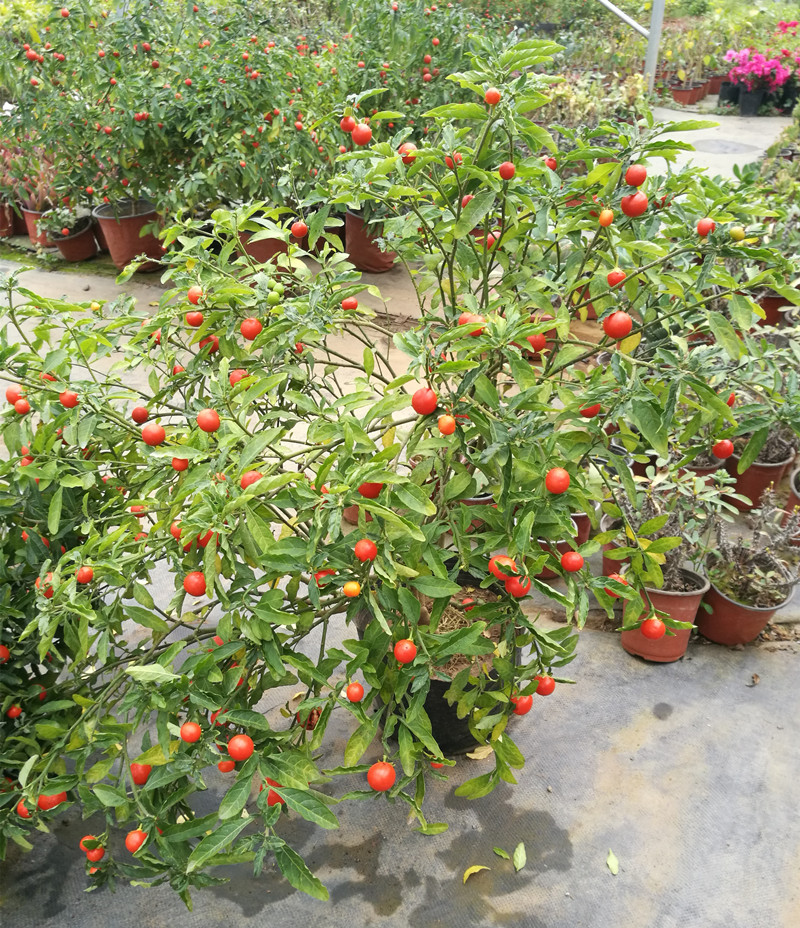 耐热耐寒多年生冬珊瑚吉庆果豆看樱桃四季观果野海椒盆2盆价格不含盆