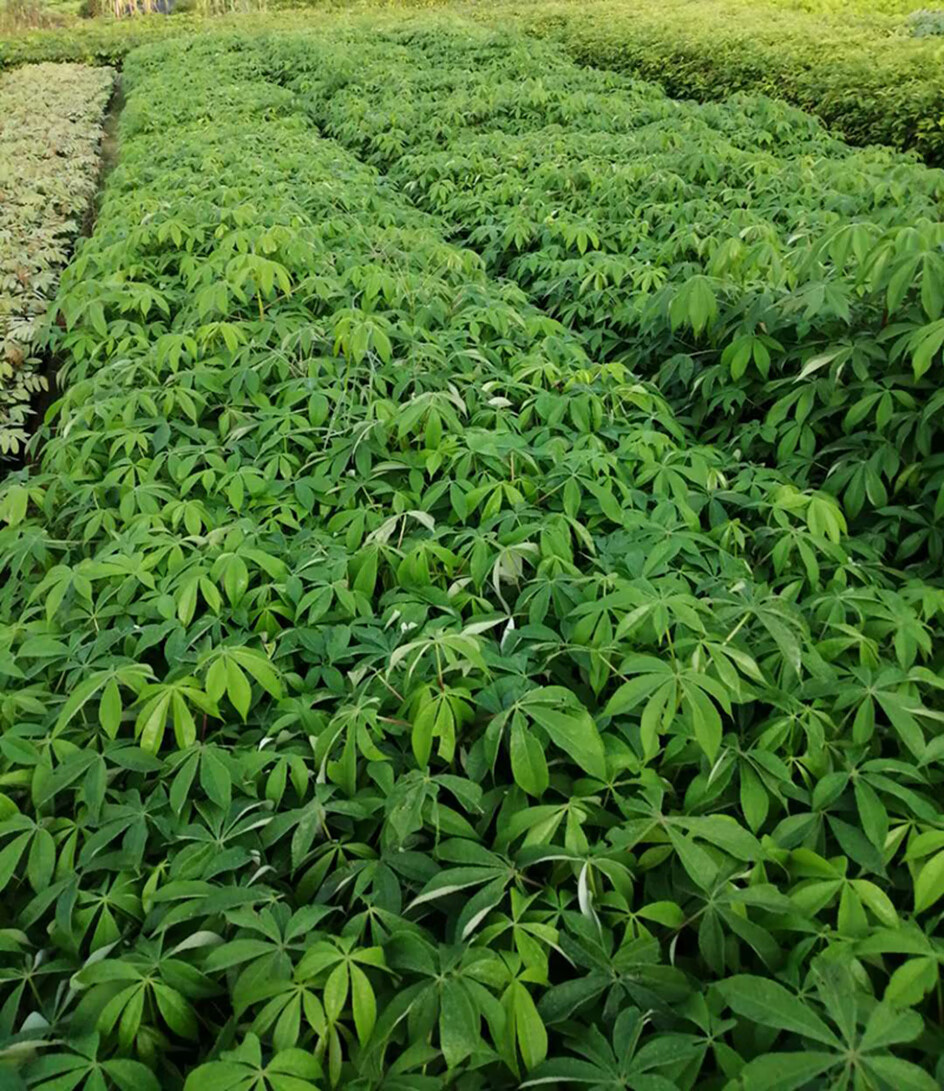 美丽异木棉 大腹木棉树苗 庭院花树 街道风景绿化种植树苗 美丽异木棉