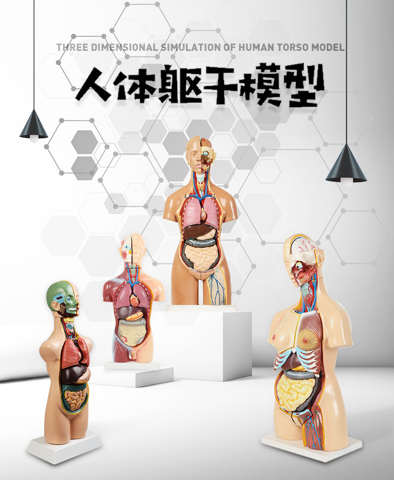 人体医学教学模型人体解剖模型内脏心脏器官结构全身可拆卸医学教学