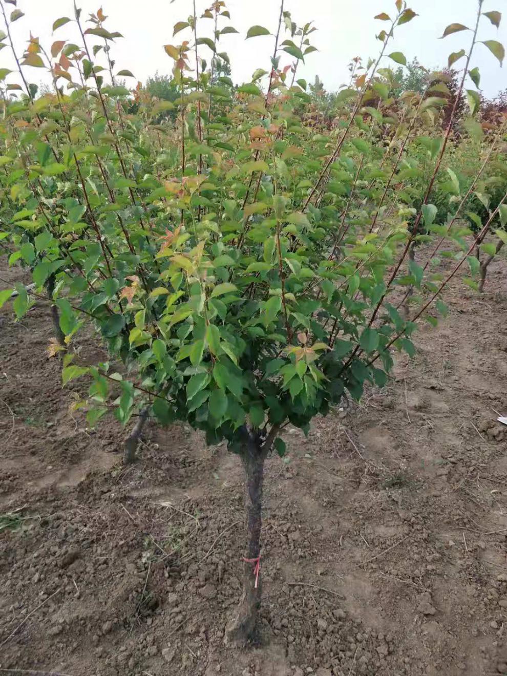 红梅树苗植物梅花树苗盆栽红梅腊梅绿梅素心梅浓香花卉室内盆景花新品