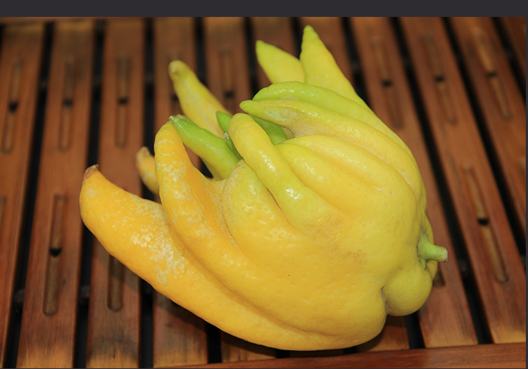 云南昆明特产新鲜佛手瓜 佛手柑鲜果超大干佛手五指橘2斤【图片 价格 