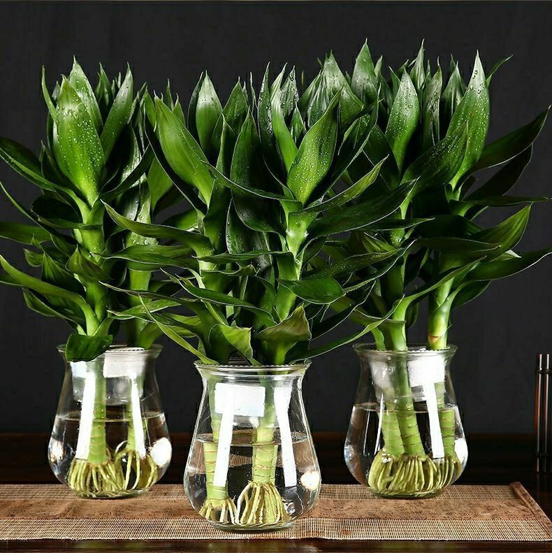花瓶荷花盆栽植物室内客厅绿植花卉四季富贵竹水养观音竹3棵花边玻璃