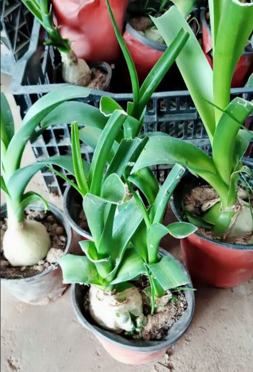谏仰虎眼万年青盆栽食用海葱三年中草药旱三奇土三七带叶发货正宗89