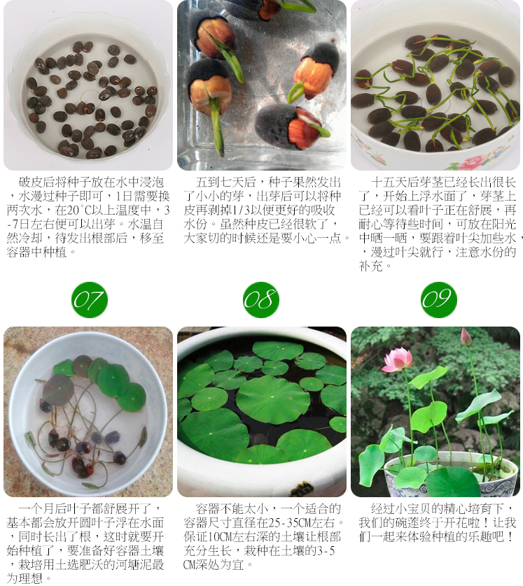 (正常发货)四季碗莲水培种子 水养睡莲水生荷花莲花 盆栽花卉观花植物