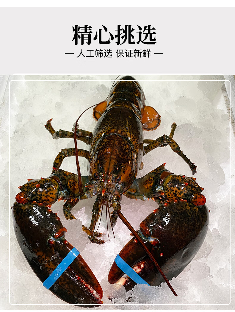 超朴波士顿龙虾生冻大龙虾速冻波龙特大18斤冰鲜加拿大澳龙青龙顺丰