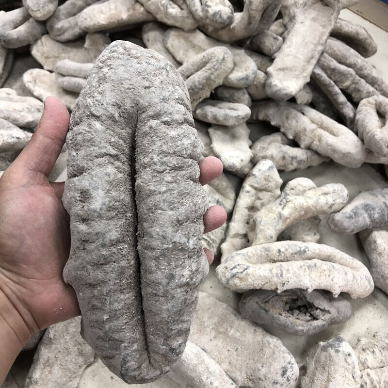 猪婆参干货猪母参 淡干海产品特产500g