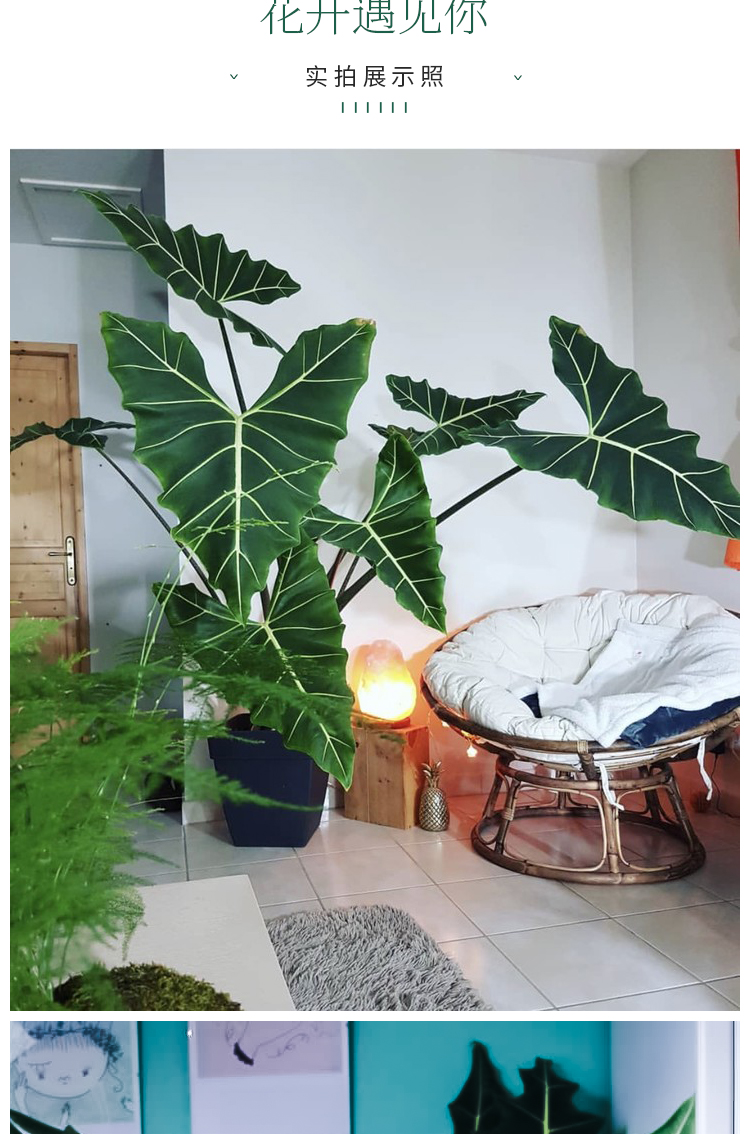 萨利安海芋斑马大仙女植物盆栽花卉铜叶室内网红观叶大型热带绿植 铜