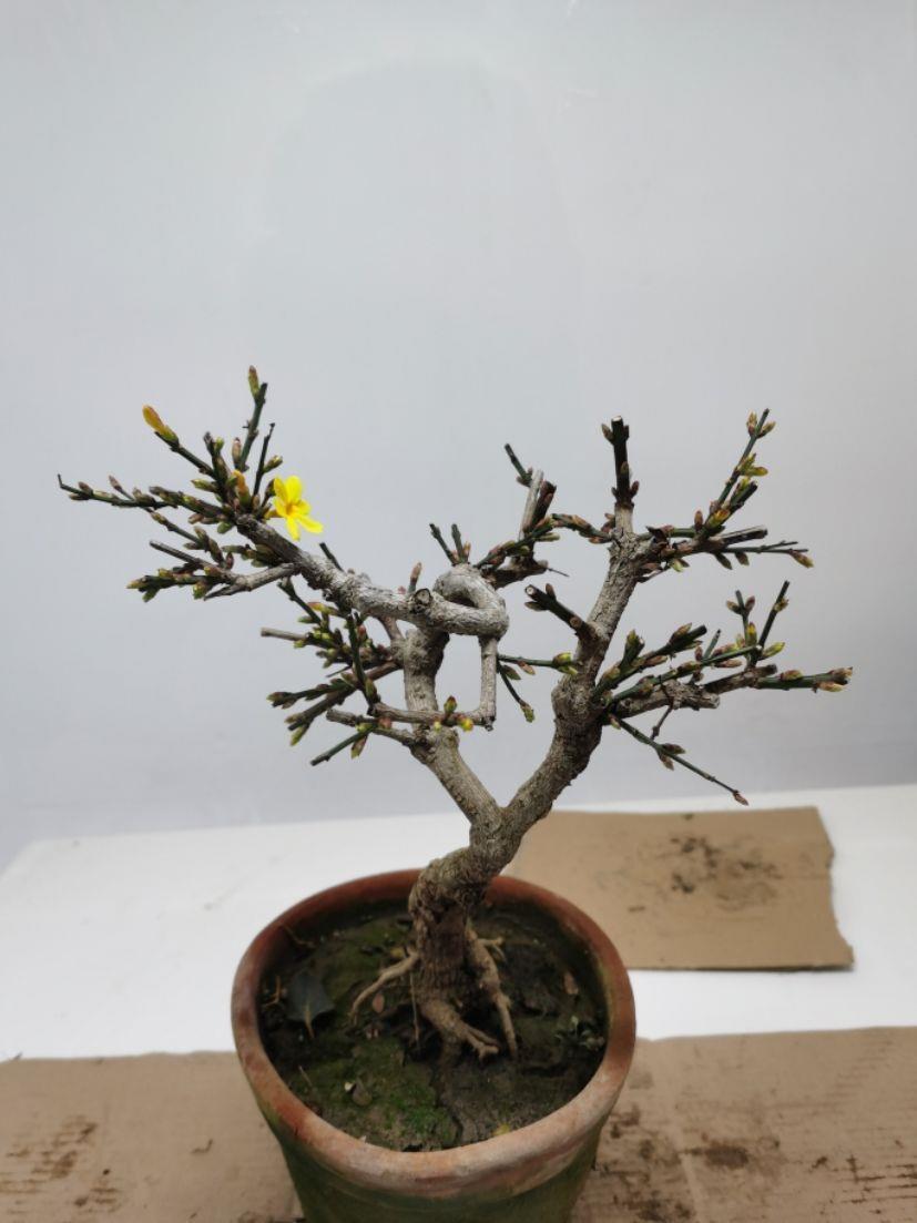 现货现发迎春花提根盆景造型粗桩老桩耐寒庭院绿化苗梅花长春花精品